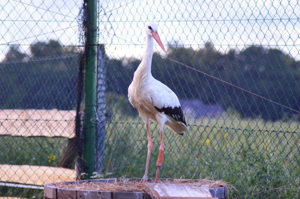 Agroturystyka Klekusiowo Boleslawiec  Ngoại thất bức ảnh